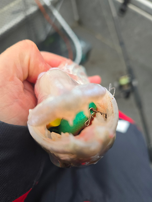 Koha K.P BAITS Lazy Shad