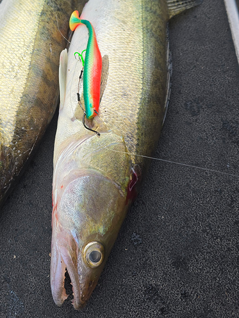 Koha K.P BAITS Lazy Shad koos drop shot rakendusega